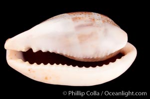 Dorsal-Blotched Greenish Cowrie, Cypraea subviridis dorsalis