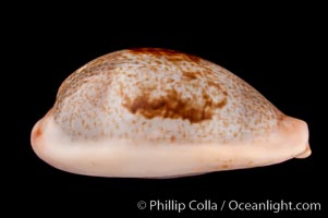 Dorsal-Blotched Greenish Cowrie, Cypraea subviridis dorsalis