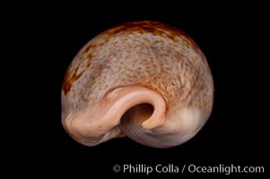 Dorsal-Blotched Greenish Cowrie, Cypraea subviridis dorsalis