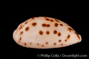 Dotted Cowrie, Cypraea punctata atomaria