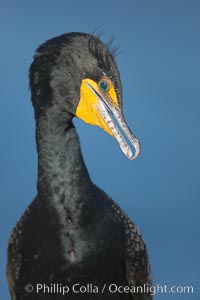 Double-crested cormorant portrait, Phalacrocorax auritus, La Jolla, California