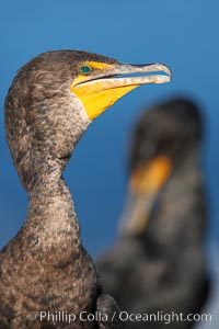 Double-crested cormorants, portrait, Phalacrocorax auritus, La Jolla, California