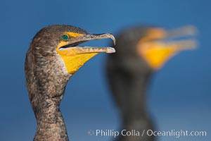 Double-crested cormorants, portrait, Phalacrocorax auritus, La Jolla, California