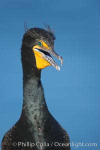 Double-crested cormorant portrait, Phalacrocorax auritus, La Jolla, California