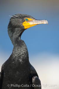 Double-crested cormorant portrait, Phalacrocorax auritus, La Jolla, California