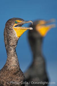 Double-crested cormorants, portrait, Phalacrocorax auritus, La Jolla, California