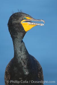 Double-crested cormorant portrait. La Jolla, California, USA, Phalacrocorax auritus, natural history stock photograph, photo id 18461