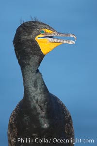 Double-crested cormorant portrait, Phalacrocorax auritus, La Jolla, California