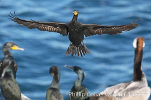 Double-crested cormorant in flight, slowing to land among other cormorants and pelicans, Phalacrocorax auritus, La Jolla, California