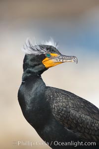 Double-crested cormorant (Phalacrocorax auritus), mating plumage, Phalacrocorax auritus, La Jolla, California