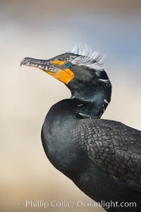 Double-crested cormorant (Phalacrocorax auritus), mating plumage. La Jolla, California, USA, Phalacrocorax auritus, natural history stock photograph, photo id 18549