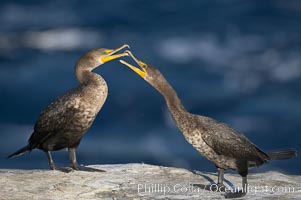 Juvenile double-crested cormorants sparring with beaks, Phalacrocorax auritus, La Jolla, California