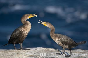 Juvenile double-crested cormorants sparring with beaks, Phalacrocorax auritus, La Jolla, California