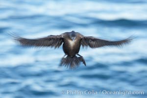 Double-crested cormorant in flight at sunrise, long exposure produces a blurred motion, Phalacrocorax auritus, La Jolla, California