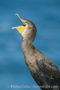 Double-crested cormorant.