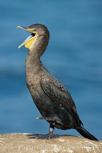 Double-crested cormorant, Phalacrocorax auritus, La Jolla, California