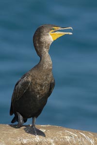 Double-crested cormorant. La Jolla, California, USA, Phalacrocorax auritus, natural history stock photograph, photo id 20174