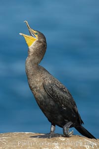 Double-crested cormorant, Phalacrocorax auritus, La Jolla, California