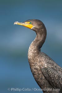 Double-crested cormorant, Phalacrocorax auritus, La Jolla, California