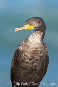 Double-crested cormorant, Phalacrocorax auritus, La Jolla, California