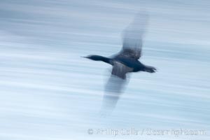 Double-crested cormorants in flight at sunrise, long exposure produces a blurred motion, Phalacrocorax auritus, La Jolla, California