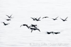 Double-crested cormorants in flight at sunrise, long exposure produces a blurred motion, Phalacrocorax auritus, La Jolla, California