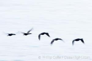 Double-crested cormorants in flight at sunrise, long exposure produces a blurred motion, Phalacrocorax auritus, La Jolla, California