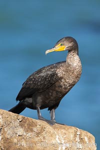 Double-crested cormorant, breeding plumage showing tufts, Phalacrocorax auritus, La Jolla, California