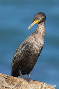 Double-crested cormorant, breeding plumage showing tufts, Phalacrocorax auritus, La Jolla, California