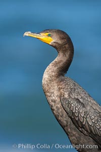 Double-crested cormorant, breeding plumage showing tufts. La Jolla, California, USA, Phalacrocorax auritus, natural history stock photograph, photo id 20954
