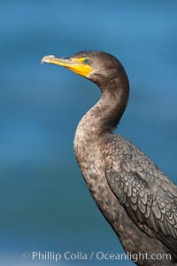 Double-crested cormorant, breeding plumage showing tufts, Phalacrocorax auritus, La Jolla, California