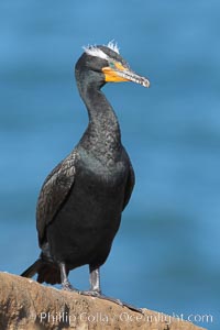 Double-crested cormorant, breeding plumage showing tufts, Phalacrocorax auritus, La Jolla, California