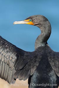 Double-crested cormorant, breeding plumage showing tufts, Phalacrocorax auritus, La Jolla, California