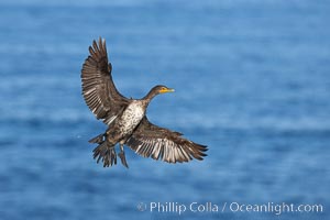 Double-crested cormorant, breeding plumage showing tufts, Phalacrocorax auritus, La Jolla, California