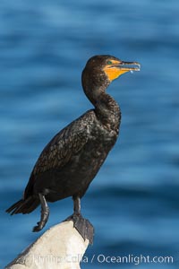 Double-crested cormorant, Phalacrocorax auritus, La Jolla, California