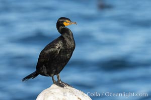 Double-crested cormorant, La Jolla