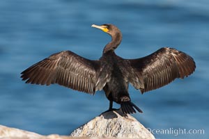 Double-crested cormorant drys its wings in the sun following a morning of foraging in the ocean, La Jolla cliffs, near San Diego, Phalacrocorax auritus