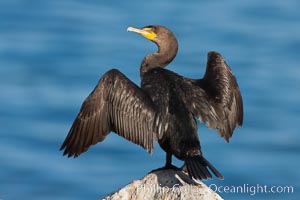 Double-crested cormorant drys its wings in the sun following a morning of foraging in the ocean, La Jolla cliffs, near San Diego, Phalacrocorax auritus