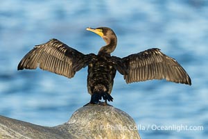 Double-crested cormorant drys its wings in the sun following a morning of foraging in the ocean, La Jolla cliffs, near San Diego, Phalacrocorax auritus