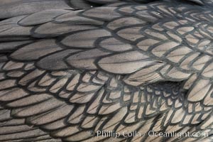 Double-crested cormorant feather detail, La Jolla, California, USA, Phalacrocorax auritus