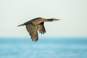 Brandt's cormorant cormorant in flight, Phalacrocorax penicillatus, La Jolla, California