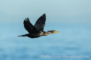 Double-crested cormorant in flight, La Jolla, Phalacrocorax auritus