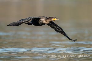 Double crested cormorant flying over Lake Wohlford, Phalacrocorax auritus, Escondido, California