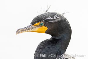 Double-crested cormorant, breeding plumage showing tufts. La Jolla, California, USA, Phalacrocorax auritus