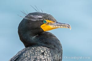 Double-crested cormorant in breeding plumage showing crest feathers on head. La Jolla, California, USA, Phalacrocorax auritus