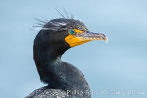 Double-crested cormorant, breeding plumage showing tufts. La Jolla, California, USA, Phalacrocorax auritus