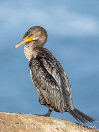 Double-crested cormorant, La Jolla, California, USA, Phalacrocorax auritus