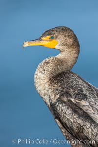 Double-crested cormorant, La Jolla, California, USA, Phalacrocorax auritus