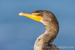 Double-crested cormorant, La Jolla, California, USA, Phalacrocorax auritus