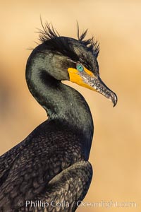 Double-crested cormorant nuptial crests, tufts of feathers on each side of the head, plumage associated with courtship and mating. La Jolla, California, USA, Phalacrocorax auritus, natural history stock photograph, photo id 36845